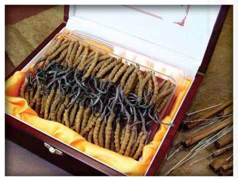 泽州冬虫夏草回收